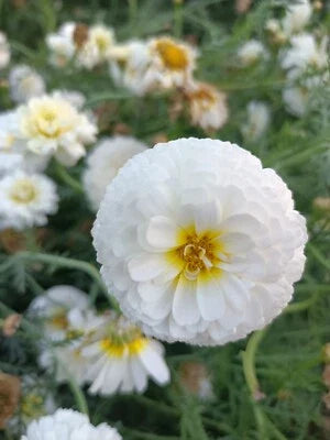 Moonlight Marigold