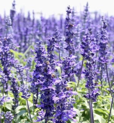 Hyssop Officinalis Perennial Hummingbird Plant Medicinal Non Gmo