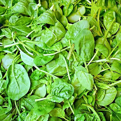 Italian Leaf Basil