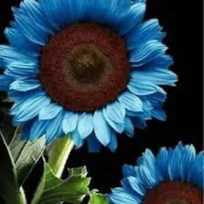 Blue Midnight Oil Sunflower