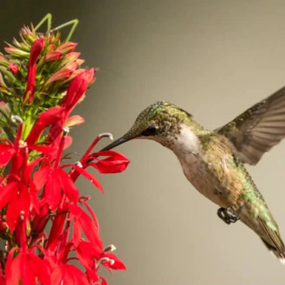 Cardinal Flower