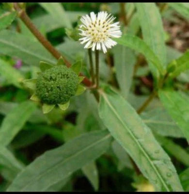 False Daisy Co Muc Co Muc Eclipta Alba Prostra Med