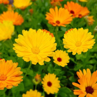 Fiesta Gitana Calendula