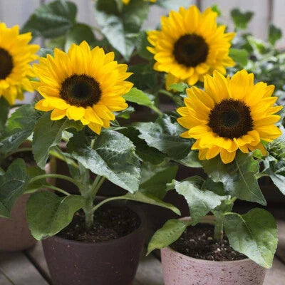 Dwarf Sunspot Sunflower
