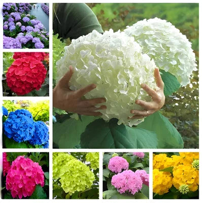 Hydrangea Garden Plant Flower Rare Exotic Usa Seller