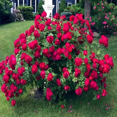 Red Japanese Rose Bush Flower Rosa Rugosa Rubra Garden Hardy Flower Plant