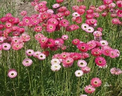 Pink Paper Daisy Everlasting Florists Crafters Pollinators Non Gmo