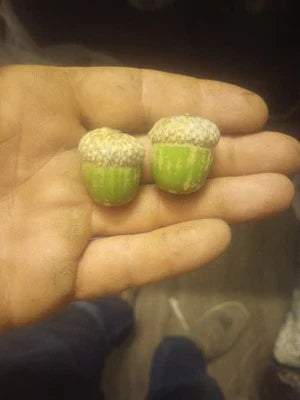 Shumard Oak Acorns Tree