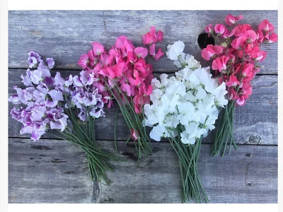 Winter Flowering Sweet Peas Short Day Christmas Blooms
