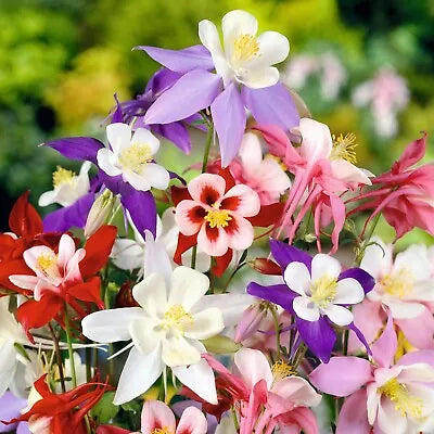 Columbine Mckana Giants Perennial Flower Mixed Colors