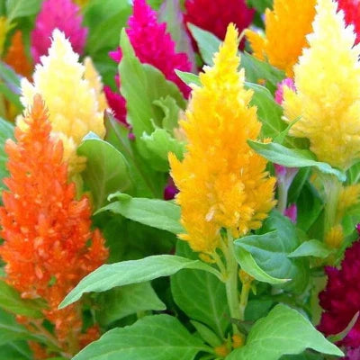 Pampas Plume Mix Celosia