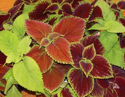 Coleus Blumei Rainbow Mix Annual Perennial Shade Garden Non Gmo