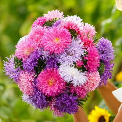 Aster Giants Mixed Colors Huge Blooms Vivid Colors Tall Non Gmo