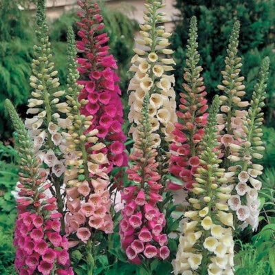 Foxy Mix Foxglove