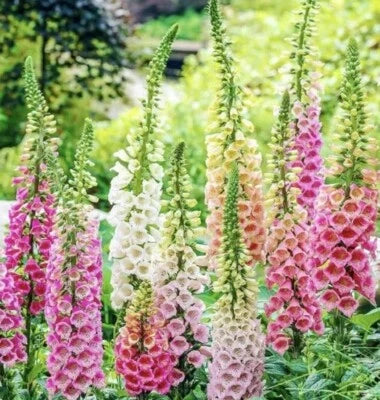 Digitalis Foxglove Mixed Usa Seller