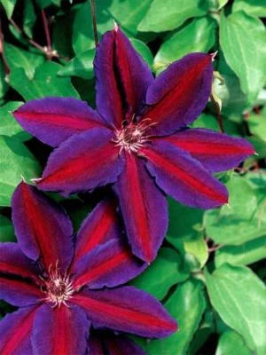 Purple Red Clematis