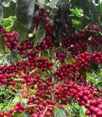 Germinated Limani Arabica Coffee