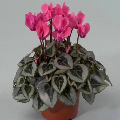 Cyclamen