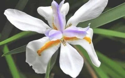 White Yellow Purple Blue Moraea Iris Tropical Flowers With And Markings
