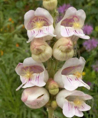 Penstemon Palmers Perennial Scented Hummingbirds Bees Usa Non Gmo