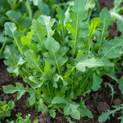 Arugula