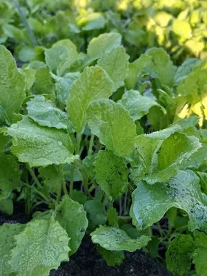 Georgia Southern Collard Planting Non Gmo Heirloom Flower vegetable seeds Home Garden Planting for kitchen garden planting
