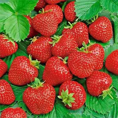 Ali Baba Alpine Strawberry Autumn Perennial
