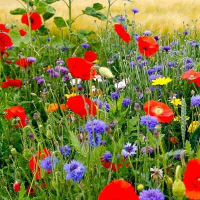 Wildflower Mix Fall Maximum Fall