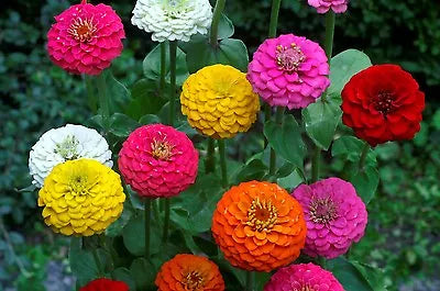 Lilliput Zinnia