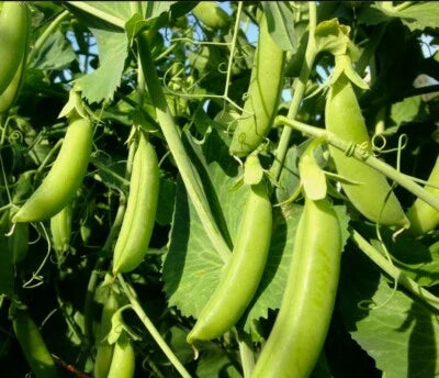 Sugar Snap Pea