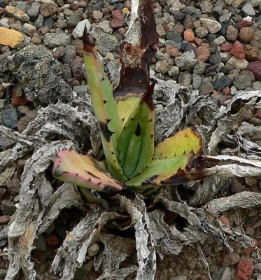 Agave Mckelveyana Mckelveys Century Plant