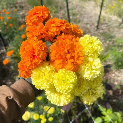 Orange Yellow African Marigold