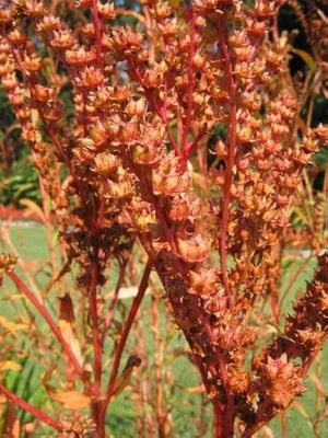 Ditch Stonecrop