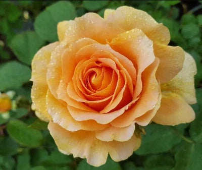 Honey Perfume Floribunda Rose