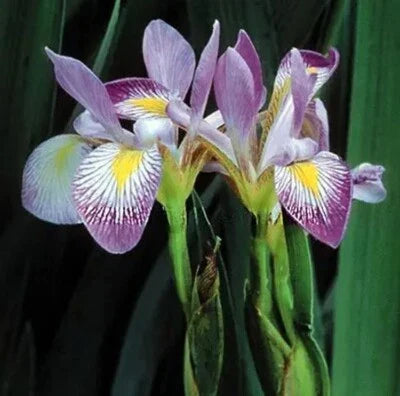 Blue Iris Aquatic Flag Virginica Southern Perennial Showy Flower Garden
