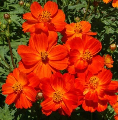 Red Cosmos Dwarf Tall Blooms All Season Butterflies Bees Non Gmo