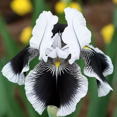 Black White Iris