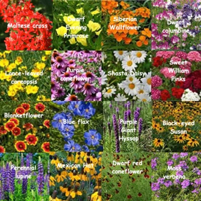 Bulk Wildflower Mix All Perennial Covers Sqft