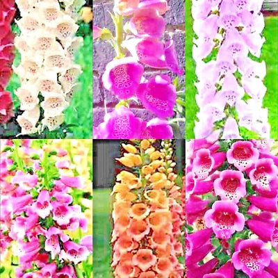 Foxglove Mix Perennial Flowers Excelsior Hummingbirds
