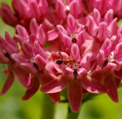Purple Milkweed