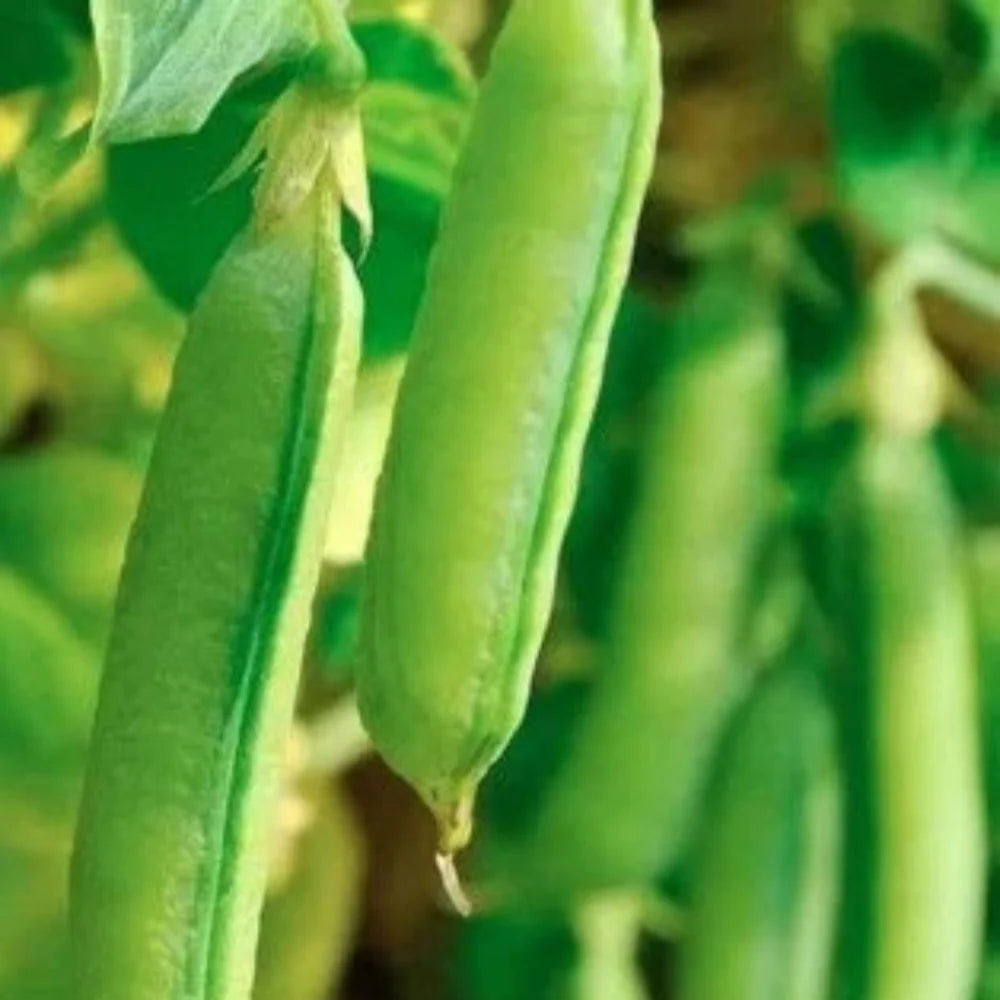 Pea Sugar Snap Pea