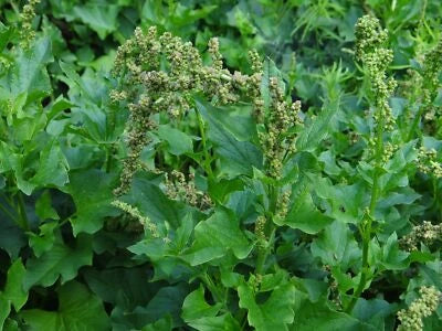 Good King Henry