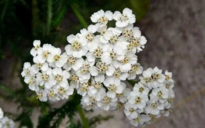 White Yarrow