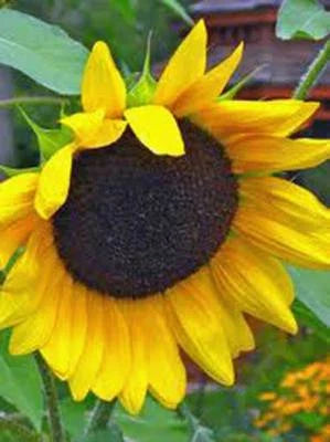 Golden Sunflowers Newly Harvested The Classic Sunflower