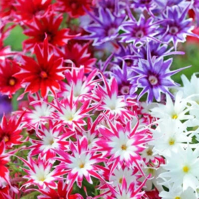 Twinkle Mix Phlox