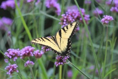 Purple Verbena Bonariensis Purpletop Vervain Tender Perennial Non Gmo