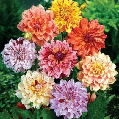 Rembrandt Dahlia Perennial Flowers
