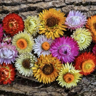 Strawflower Tall Mixed