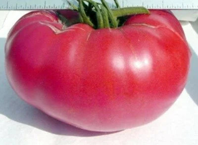 Pink Mennonite Tiffen Beefsteak Tomato