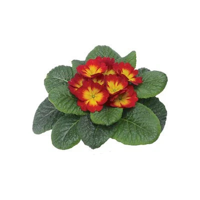 Primula